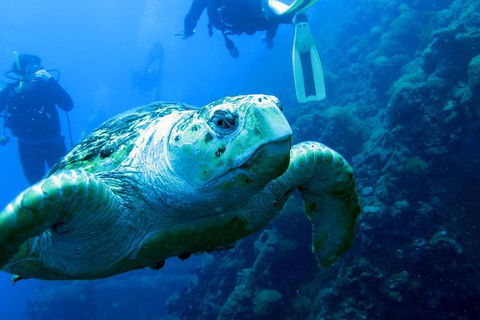 Scuba Dive The S.S. Yongala Wreck On The Great Barrier Reef. - Accommodation 4U 0