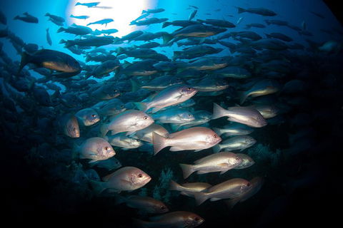 Scuba Dive The S.S. Yongala Wreck On The Great Barrier Reef. - Accommodation 4U 7