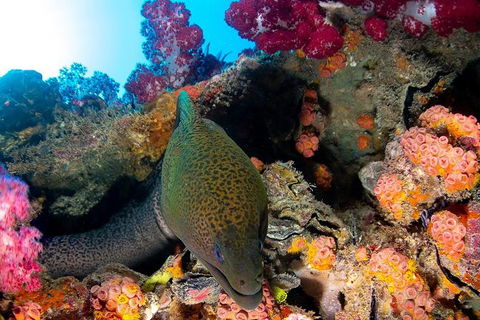 Scuba Dive The S.S. Yongala Wreck On The Great Barrier Reef. - Accommodation 4U 6