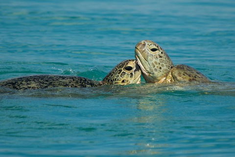 Great Sandy Marine Park Turtle Discovery And Cultural Eco Tour - Accommodation 4U 7