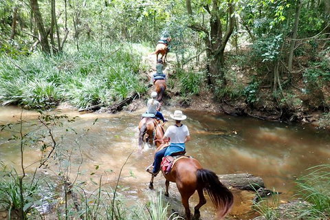 Country Day Ride From Mt Goomboorian With Rainbow Beach Horse Rides - Accommodation 4U 1
