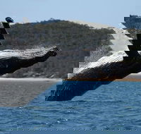 Hervey Bay Ultimate Whale Watching Cruise - Accommodation 4U