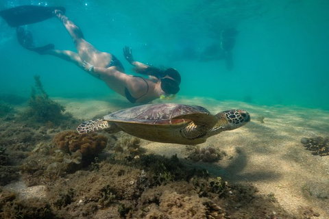 Half Day Low Isles Snorkelling Tour From Port Douglas - Accommodation 4U 6