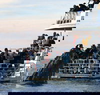 Hervey Bay Whale Watching Cruise - Accommodation 4U