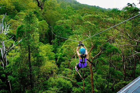 Tamborine Mountain Daily Service, Treetop Challenge And Thunderbird Park - Accommodation 4U 9