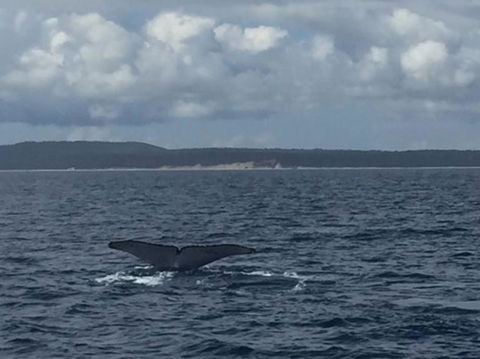 Three-Quarter Day Hervey Bay Premium Whale Watching Cruise - Accommodation 4U 5