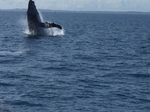 Three-Quarter Day Hervey Bay Premium Whale Watching Cruise - Accommodation 4U 3