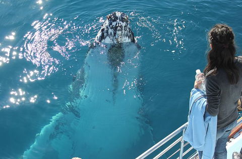 Three-Quarter Day Hervey Bay Premium Whale Watching Cruise - Accommodation 4U 0