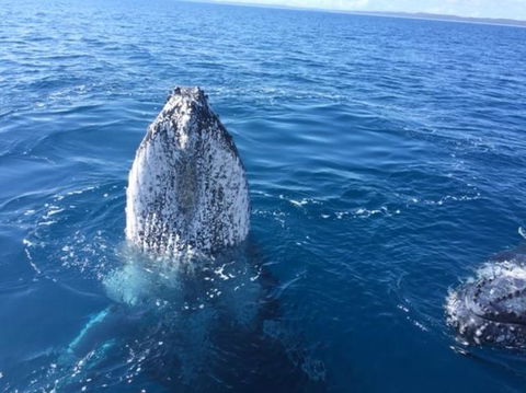 Three-Quarter Day Hervey Bay Premium Whale Watching Cruise - Accommodation 4U 8