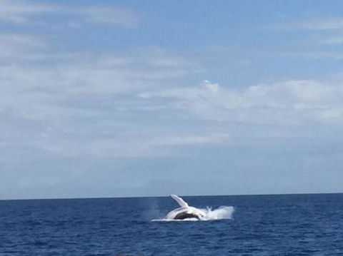 Three-Quarter Day Hervey Bay Premium Whale Watching Cruise - Accommodation 4U 2