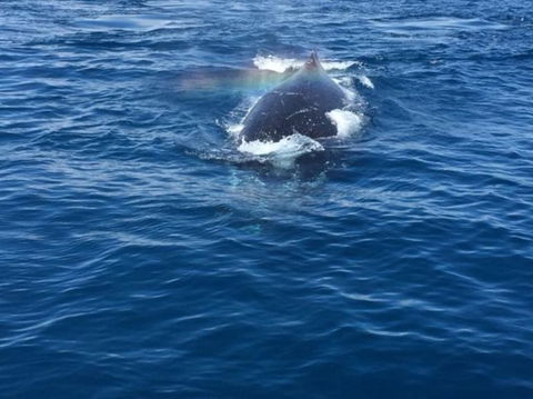 Three-Quarter Day Hervey Bay Premium Whale Watching Cruise - Accommodation 4U 6