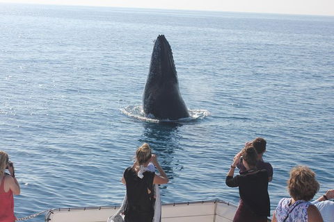 Three-Quarter Day Hervey Bay Premium Whale Watching Cruise - Accommodation 4U 1