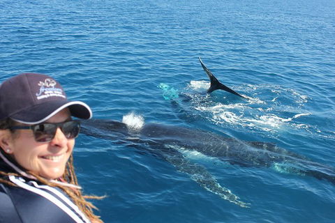 Three-Quarter Day Hervey Bay Premium Whale Watching Cruise - Accommodation 4U 13
