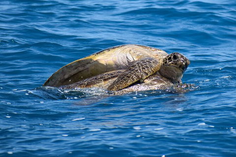 Three-Quarter Day Hervey Bay Premium Whale Watching Cruise - Accommodation 4U 19