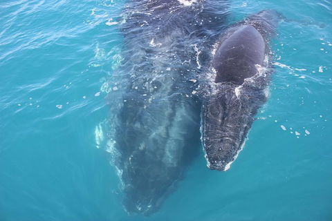 Three-Quarter Day Hervey Bay Premium Whale Watching Cruise - Accommodation 4U 15