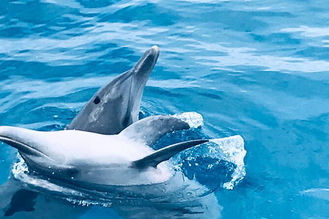 Three-Quarter Day Hervey Bay Premium Whale Watching Cruise - Accommodation 4U 17