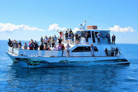 Three-Quarter Day Hervey Bay Premium Whale Watching Cruise - Accommodation 4U 11