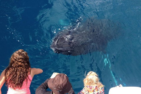Three-Quarter Day Hervey Bay Premium Whale Watching Cruise - Accommodation 4U 18
