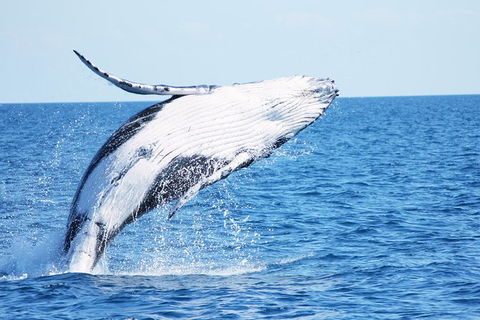 Three-Quarter Day Hervey Bay Premium Whale Watching Cruise - Accommodation 4U 12