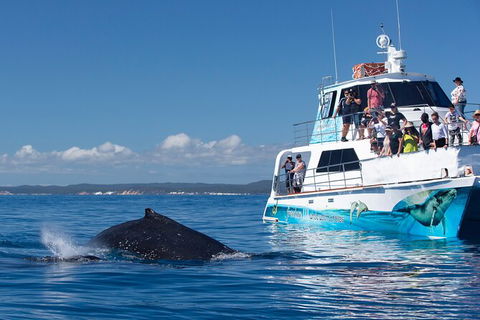 Three-Quarter Day Hervey Bay Premium Whale Watching Cruise - Accommodation 4U 9