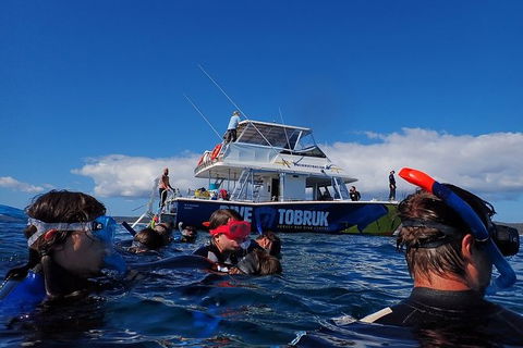 Hervey Bay Whale Swim And Watch - Accommodation 4U 5