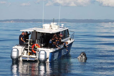Hervey Bay Whale Swim And Watch - Accommodation 4U 3