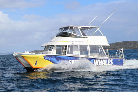 Hervey Bay Whale Swim And Watch - Accommodation 4U 2