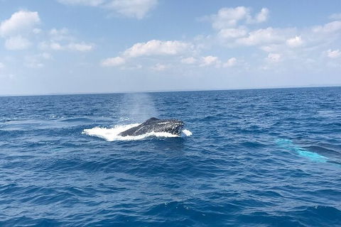 Hervey Bay Whale Swim And Watch - Accommodation 4U 6