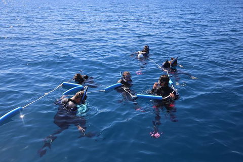 Hervey Bay Whale Swim And Watch - Accommodation 4U 8