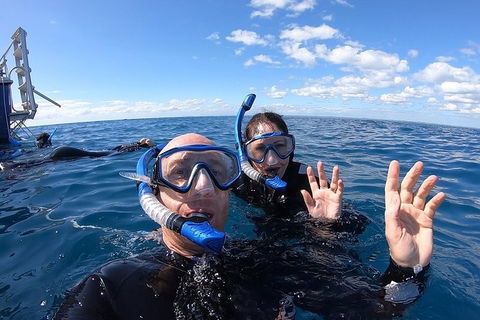 Hervey Bay Whale Swim And Watch - Accommodation 4U 4