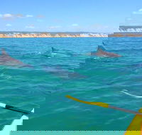 Half-Day Kayak with Dolphins and 4WD Beach Drive from Rainbow Beach - Accommodation 4U