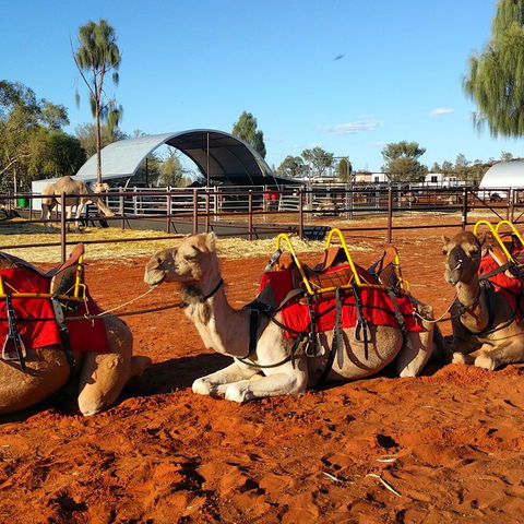 Uluru Small-Group Tour By Camel At Sunrise Or Sunset - Accommodation 4U 15