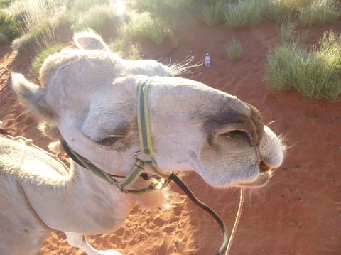 Uluru Small-Group Tour By Camel At Sunrise Or Sunset - Accommodation 4U 10