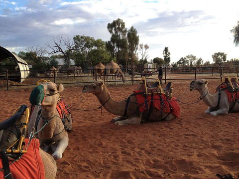 Uluru Small-Group Tour By Camel At Sunrise Or Sunset - Accommodation 4U 24