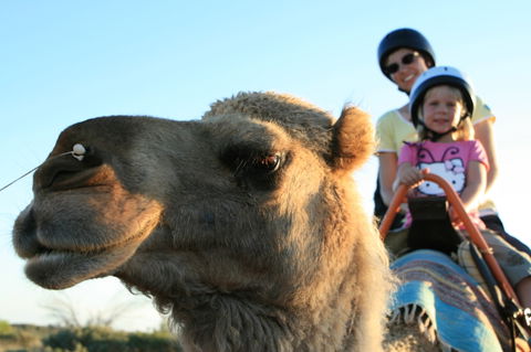 Uluru Small-Group Tour By Camel At Sunrise Or Sunset - Accommodation 4U 3