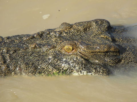 Darwin Jumping Crocodiles Cruise On Adelaide River - Accommodation 4U 4
