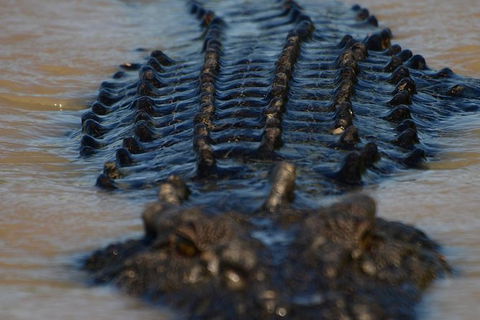 Darwin Jumping Crocodiles Cruise On Adelaide River - Accommodation 4U 1