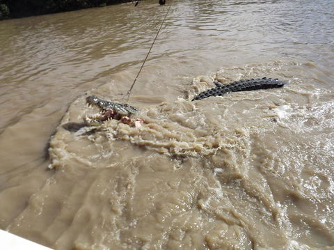 Darwin Jumping Crocodiles Cruise On Adelaide River - Accommodation 4U 8