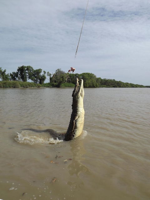 Darwin Jumping Crocodiles Cruise On Adelaide River - Accommodation 4U 2