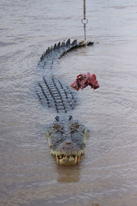 Darwin Jumping Crocodiles Cruise On Adelaide River - Accommodation 4U 7