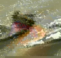 Darwin Jumping Crocodiles Cruise on Adelaide River - Accommodation 4U