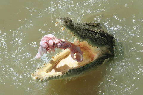 Darwin Jumping Crocodiles Cruise On Adelaide River - Accommodation 4U 0