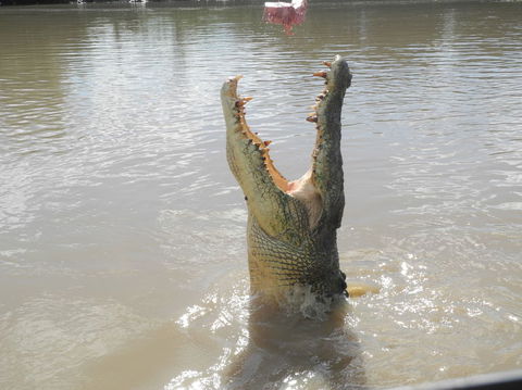Darwin Jumping Crocodiles Cruise On Adelaide River - Accommodation 4U 5