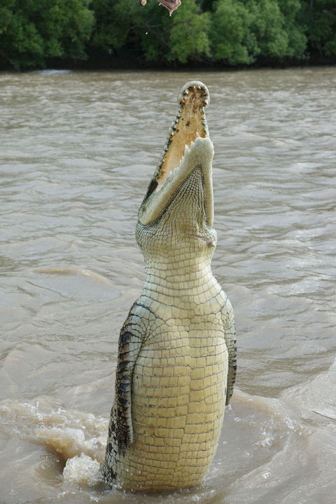 Darwin Jumping Crocodiles Cruise On Adelaide River - Accommodation 4U 6