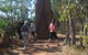 Litchfield National Park Day Tour From Darwin - thumb 14