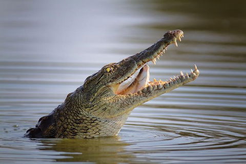 3 Day 4WD Dragonfly Dreaming Top End Safari - Accommodation 4U 1