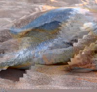 Turtle Tracks Tour to Bare Sand Island from Darwin - Accommodation 4U