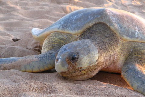 Turtle Tracks Tour To Bare Sand Island From Darwin - Accommodation 4U 0