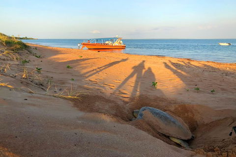 Turtle Tracks Tour To Bare Sand Island From Darwin - Accommodation 4U 4