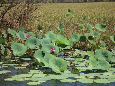 Katherine Day Tour From Darwin Including Katherine Gorge Cruise - Accommodation 4U 15